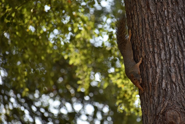 西蒙斯的控 西蒙斯的控